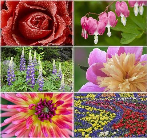    / Beautiful Flowers Wallpapers